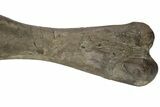 Fossil Hadrosaur (Maiasaura) Left Humerus Bone - Montana #214275-6